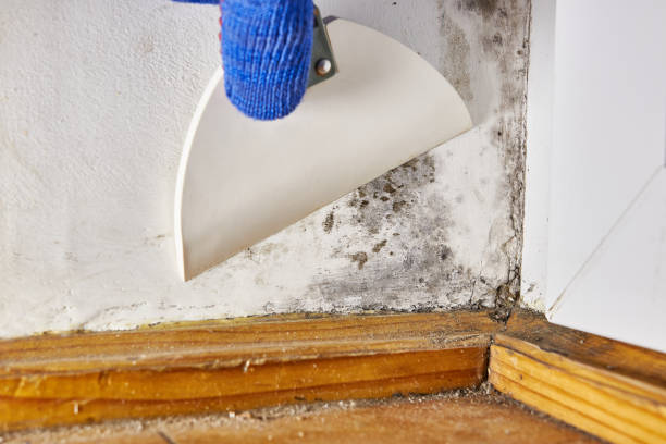 Best Mold Prevention Services  in Brice Prairie, WI